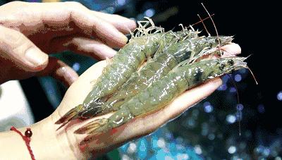 开海哪里的海鲜最便宜,威海开海适合买什么海鲜