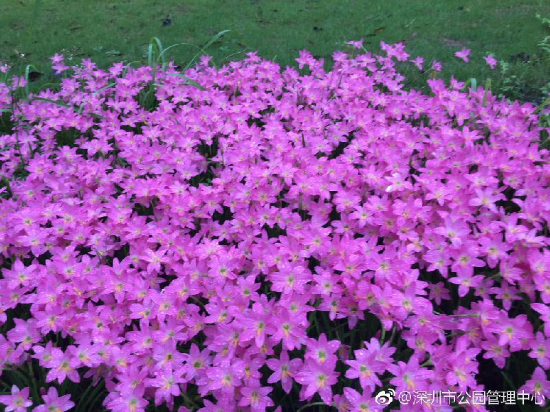 深圳的粉红花海,深圳中心公园藏着浪漫花海