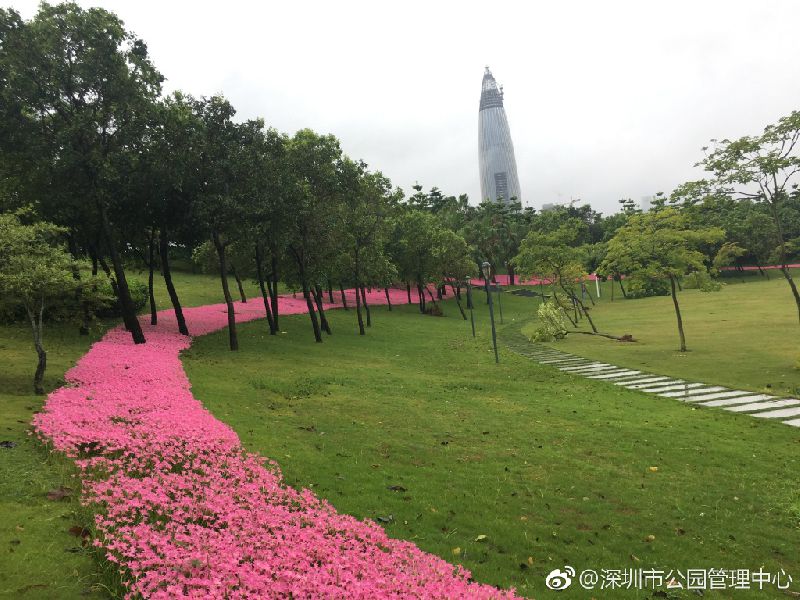 深圳的粉红花海,深圳中心公园藏着浪漫花海