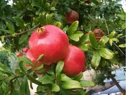 石榴甘甜多汁的原因有哪些,石榴颗粒饱满鲜美多汁