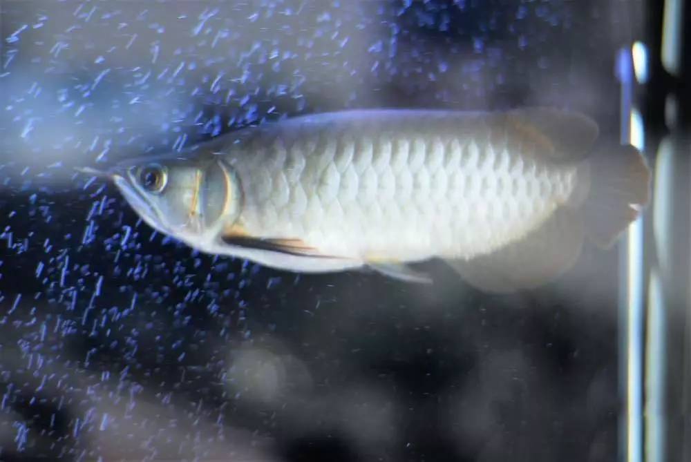 用心养鱼养好鱼,用心养好每一锅汤