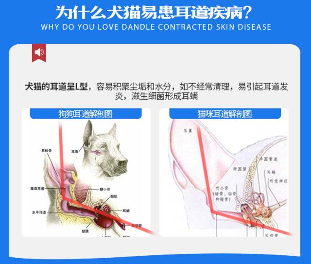 爱宠健康的护理,爱宠健康的标准