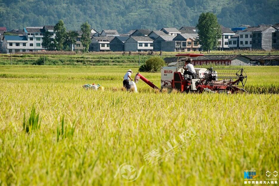 成熟水稻田丰收视频,高山梯田水稻收割视频