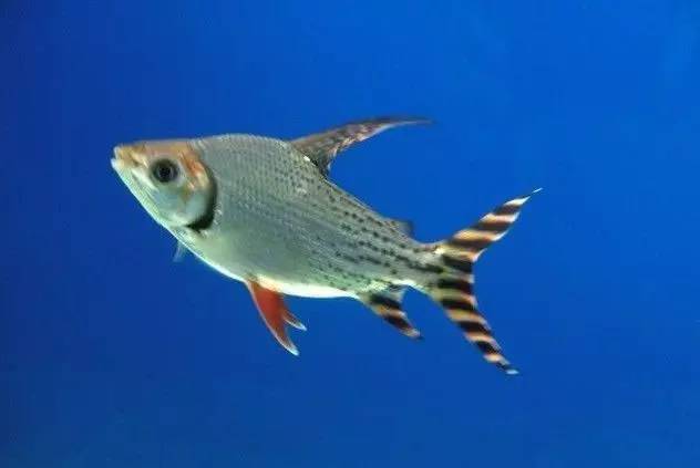 这几种鱼不建议食用,这六种鱼不能人工养殖