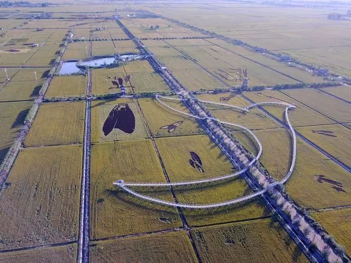 沈阳稻梦空间稻田,沈阳稻梦空间