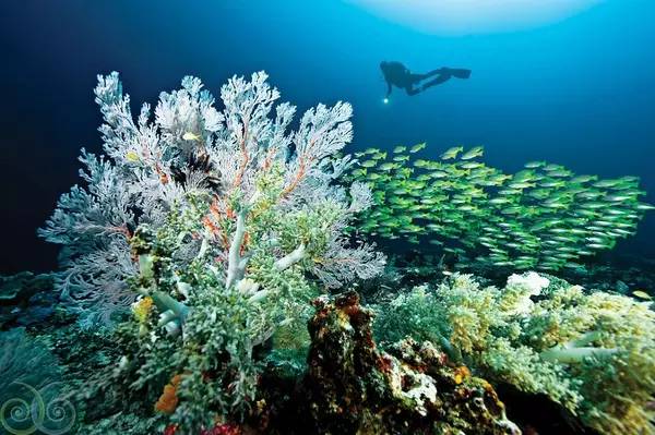 从入门级到朝圣级，职业潜水教练告诉你船宿该怎么选