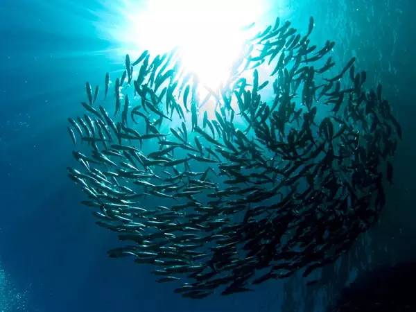 从入门级到朝圣级，职业潜水教练告诉你船宿该怎么选