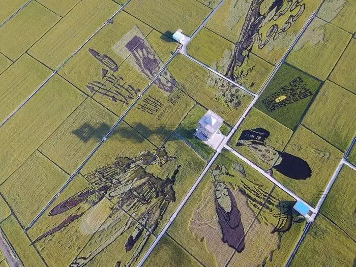 沈阳稻梦空间玉米,沈阳稻梦空间的水稻