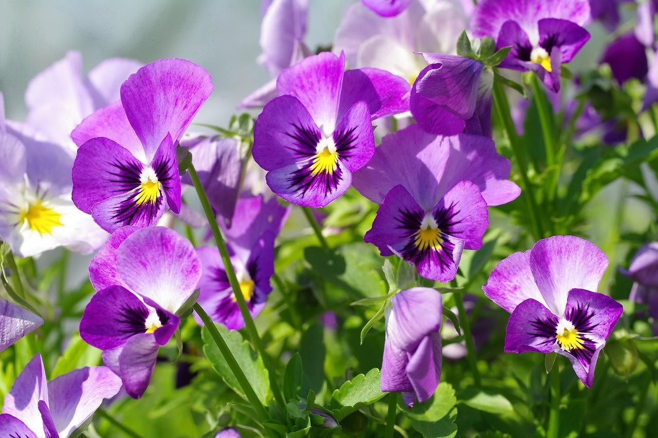 秋季可以扦插的花有哪些,秋季扦插的植物什么时候移盆