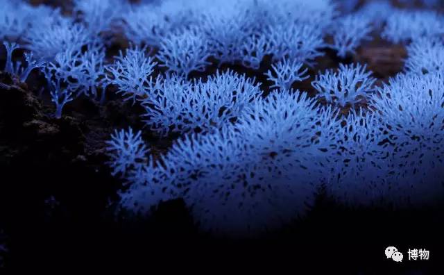 为啥马里奥要吃蘑菇才能长大？