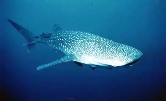 从入门级到朝圣级，职业潜水教练告诉你船宿该怎么选