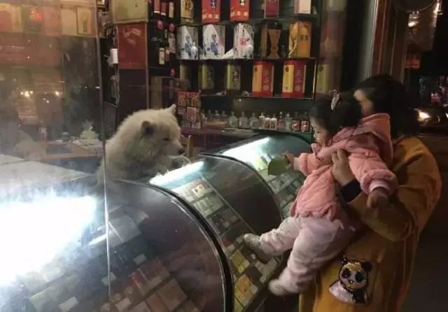 狗狗当超市的老板,狗狗当销售部老总