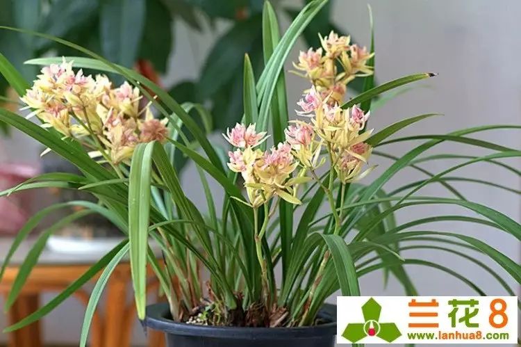 建兰富山奇蝶两片叶子能开花吗,建兰梨山狮王与富山奇蝶哪个好