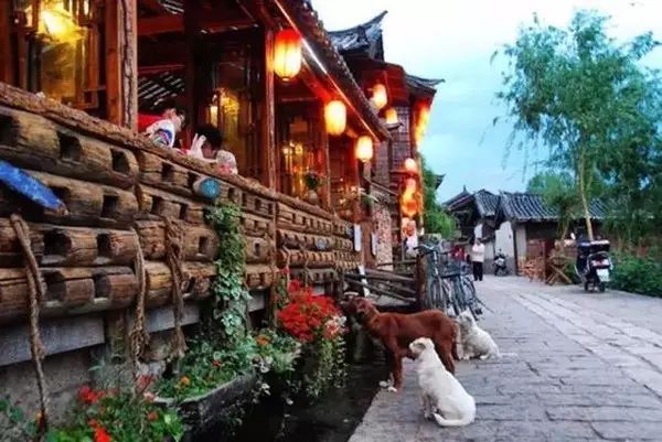 狗狗当超市的老板,狗狗当销售部老总