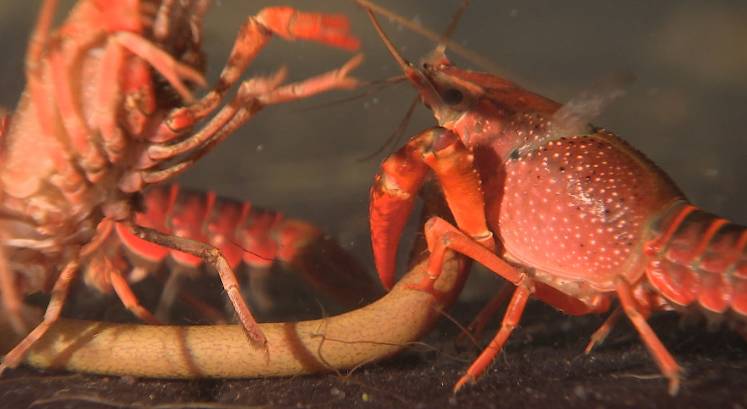 鳄鱼帮鸡、泥鳅帮黄鳝、鸡帮人,兔子帮火龙果,这些忙……帮得还好吗?