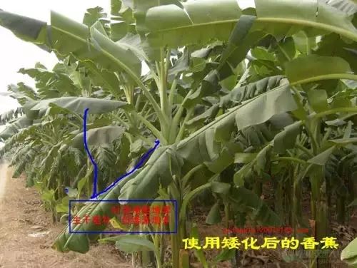 台风天天都有吗,香蕉防台风措施