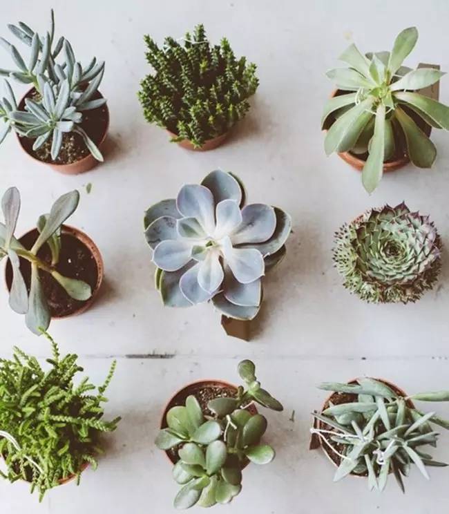 为什么韩国的多肉出名,韩国多肉为什么那么美