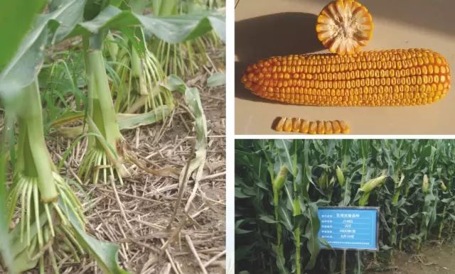 2019年农业部推广的玉米新品种,2022年国家审定的玉米新品种