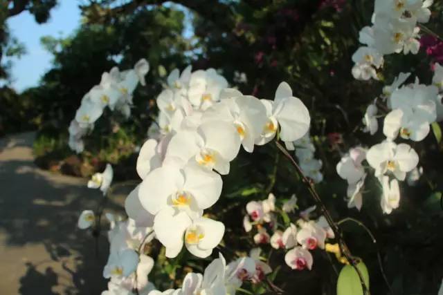 东盟博览会游览攻略,中国东盟博览会旅游展门票多少