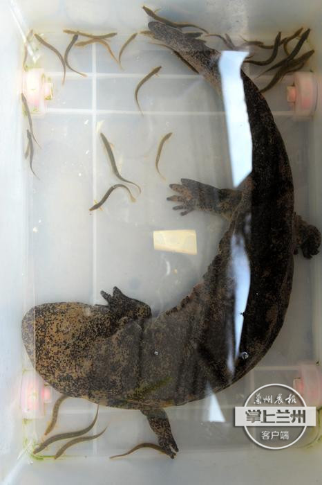 个人饲养娃娃鱼,娃娃鱼救助