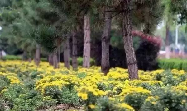 到临夏有哪些可游的好地方,到临夏旅游有哪些必去的景点
