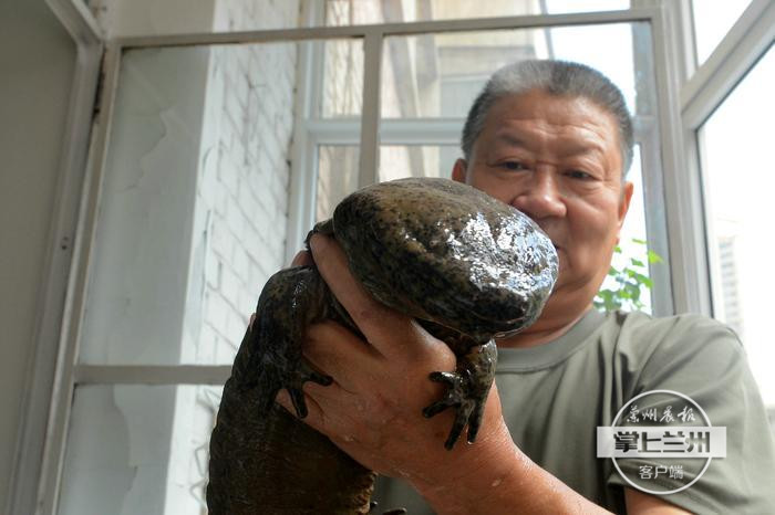 个人饲养娃娃鱼,娃娃鱼救助