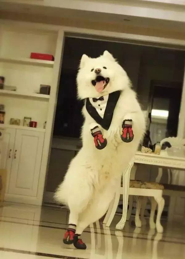 主人不在家狗狗都在想什么,你不在家的时候你的狗狗在干嘛呢