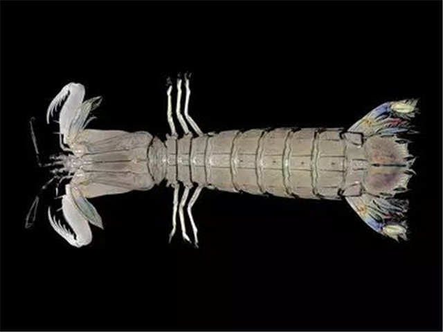 青岛的虾虎与琵琶虾,真正的青岛虾虎