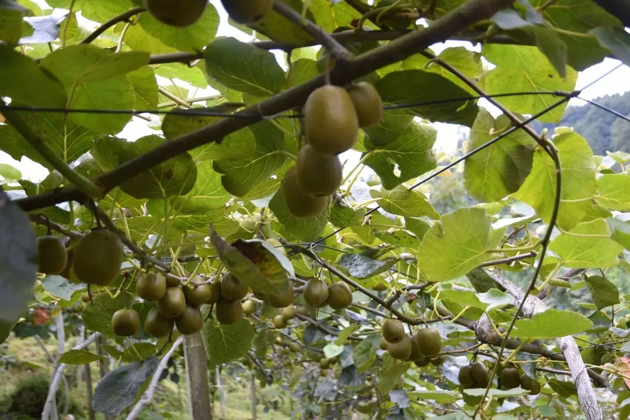 丹棱应季水果有什么,丹棱哪种水果最好