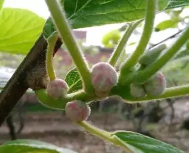 丹棱应季水果有什么,丹棱哪种水果最好