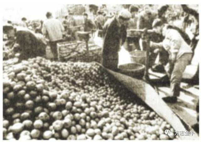 成都荷花池市场前景,成都荷花池批发市场起源