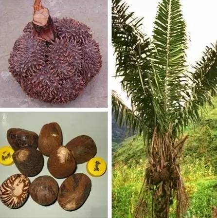 象牙果工艺品好吗,雕刻艺术果雕