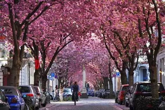 各国特色林荫道大盘点,“最美林荫道”随手拍等你来报名!