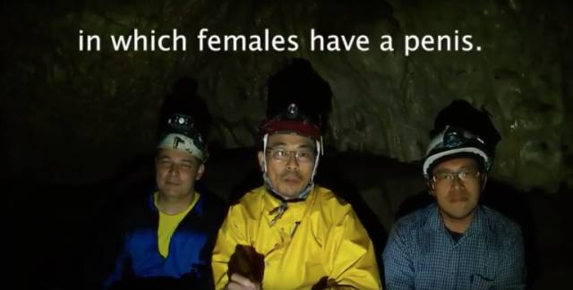 诺贝尔搞笑奖猫咪,搞笑诺贝尔奖猫咪