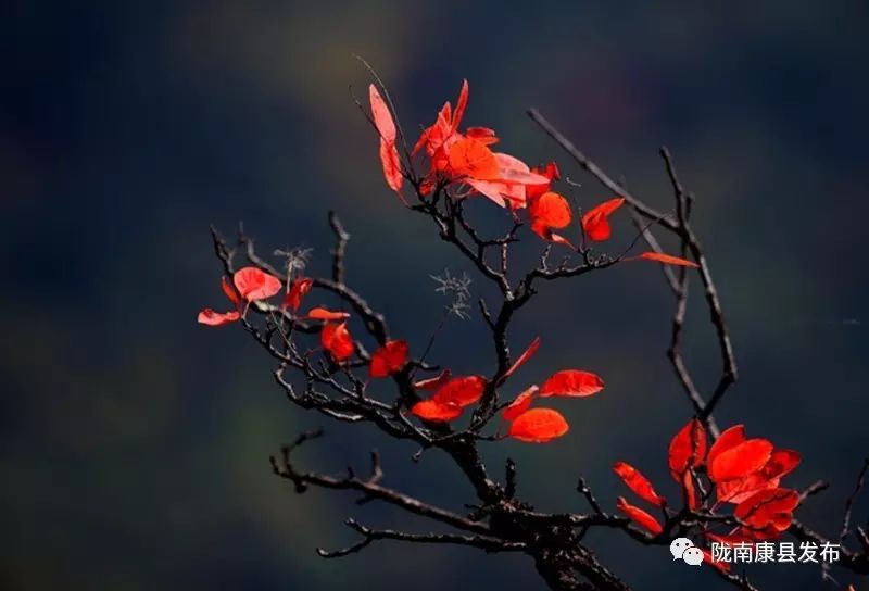 康县美丽的秋天,新县醉美秋景