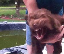 被猫狗抓破皮要打疫苗吗,被猫狗抓破了要不要打针