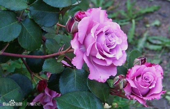 蓝紫色月季无刺品种有哪些,枝条细弱蓝紫色月季品种