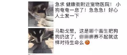 阿拉斯加街头偷狗,阿拉斯加偷狗吐白沫