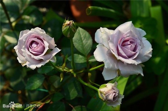 蓝紫色的爬藤月季有哪些品种,天狼蓝紫色月季哪款最优秀