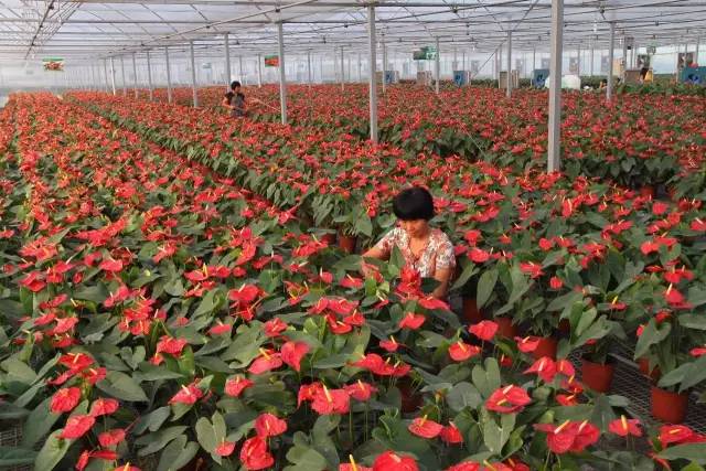 喜迎十九大齐鲁女性在行动临沂篇,喜迎十九大山东临沂