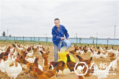 中鸡镇纳林沟村工业园区,神木中鸡镇乡村振兴