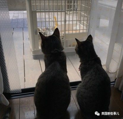 铲屎官养的猫夫妻,一对猫夫妇的铲屎官