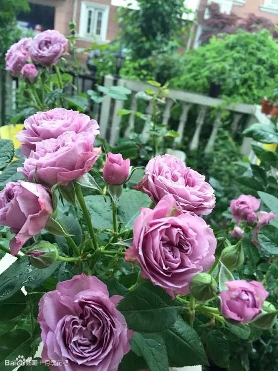 蓝紫色月季无刺品种有哪些,枝条细弱蓝紫色月季品种