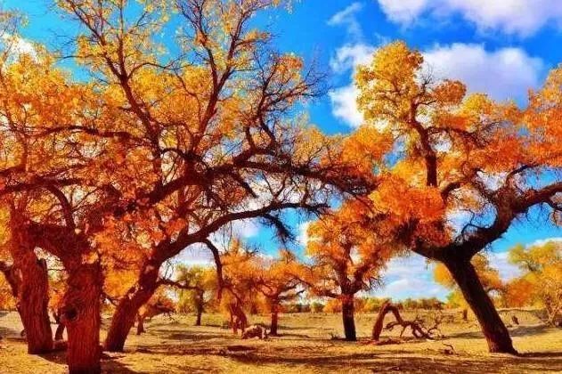 国庆额济纳旗旅游攻略,阿拉善国庆节游玩