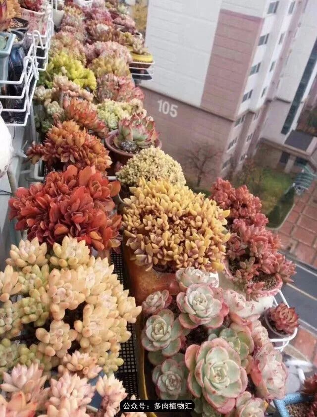 只有见过韩国肉友的阳台,才知道什么叫做物尽其用!