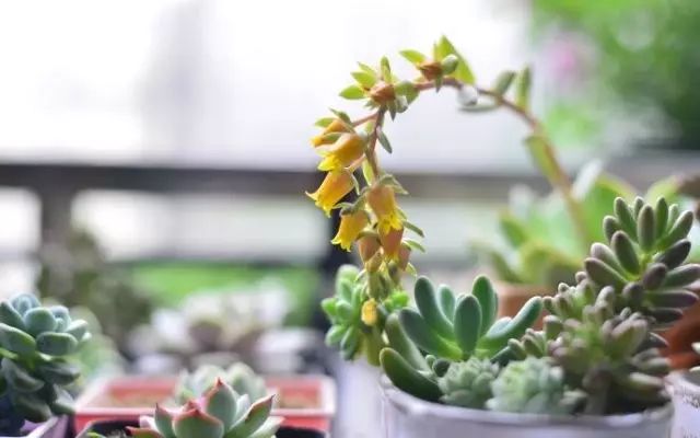 玩花剑的正确方法,花剑教程大全