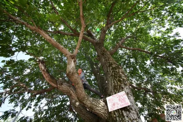 天水市委常委、副市长李晓东:我家门前清水流,漫山遍野鲜核桃!