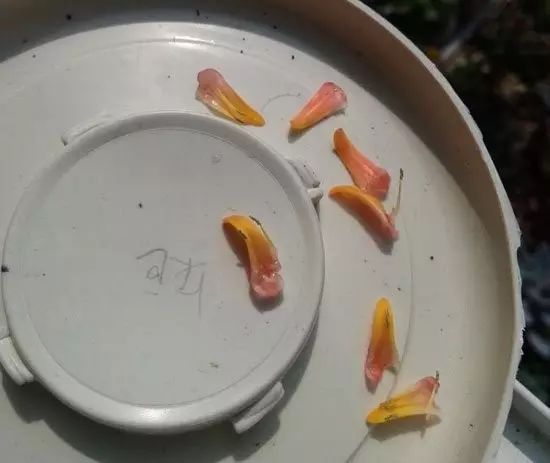 玩花剑的正确方法,花剑教程大全