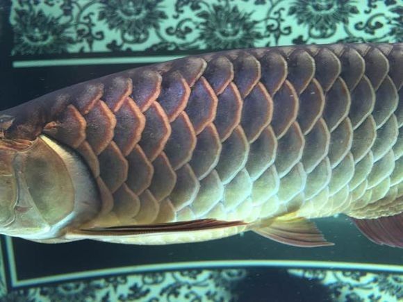 新手金龙如何饲养,金龙锁框