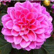 潘东升中央电视台,潘东升专题